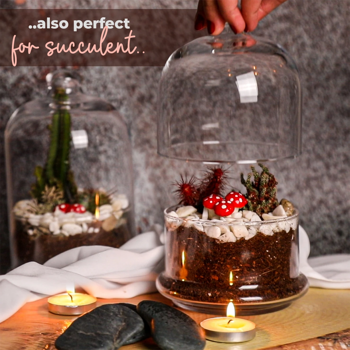 A hand lifting the domed lid from the cloche planted as a succulent terrarium with cacti, white pebbles and a toadstool ornament, captioned also perfect for succulent